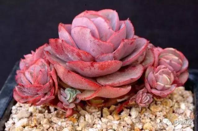 皮实好养的5款多肉,推荐几款多肉好看又好养的