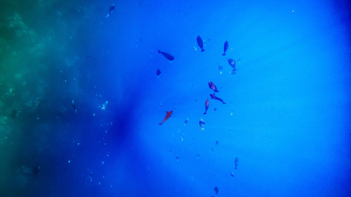 美娜多潜水圣地,印尼美娜多海豚潜水