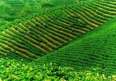 中国十大土豪茶，喝一口几万块都没了！