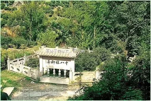 中国十大土豪茶，喝一口几万块都没了！