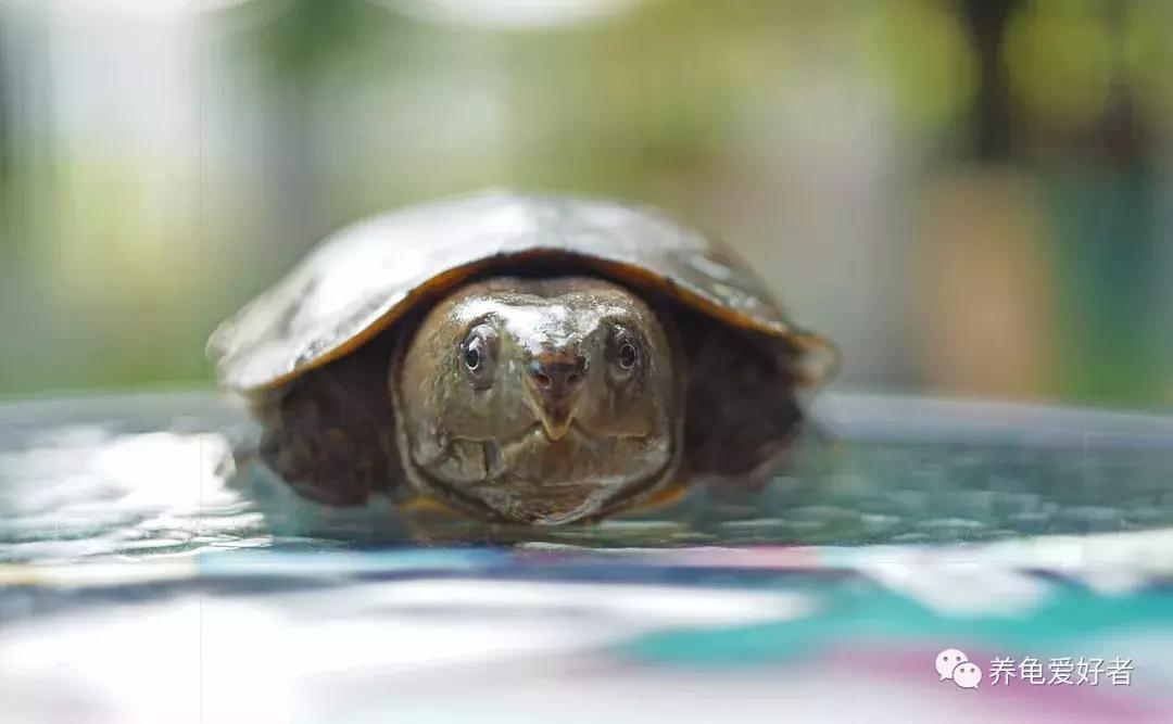 龟最爱吃的十种食物,龟吃哪种龟粮好