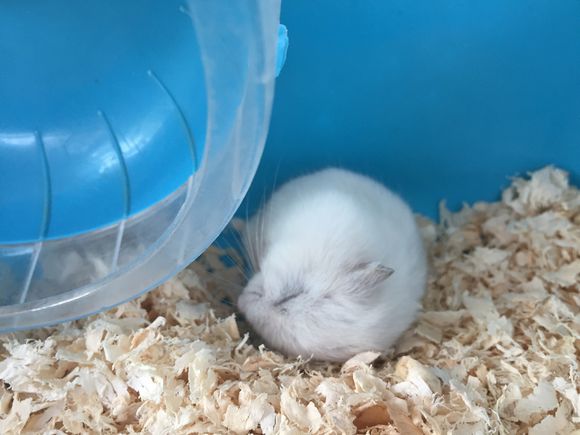 快来看小仓鼠超治愈睡姿,仓鼠日常解锁新睡姿