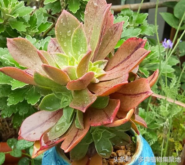 多肉植物叶子腐黑,多肉植物掉叶子有什么补救方法