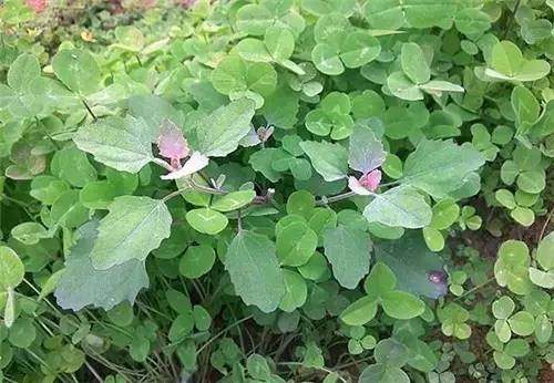 四川农村常见野菜大全,四川的野菜根本吃不完你见过几种