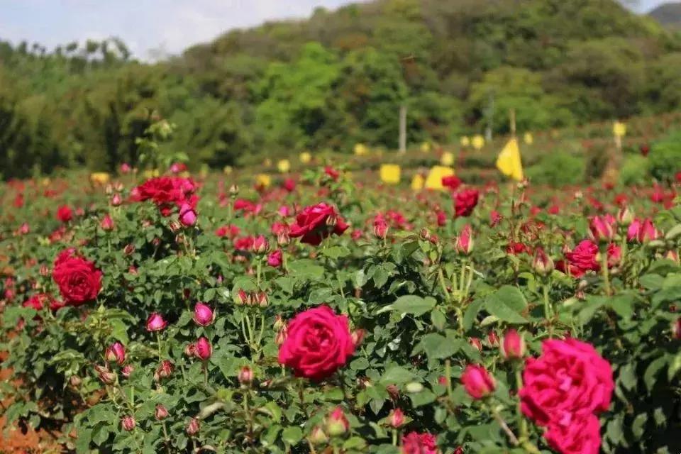 昆明国庆节假期自驾游攻略,五一昆明最适合去的地方