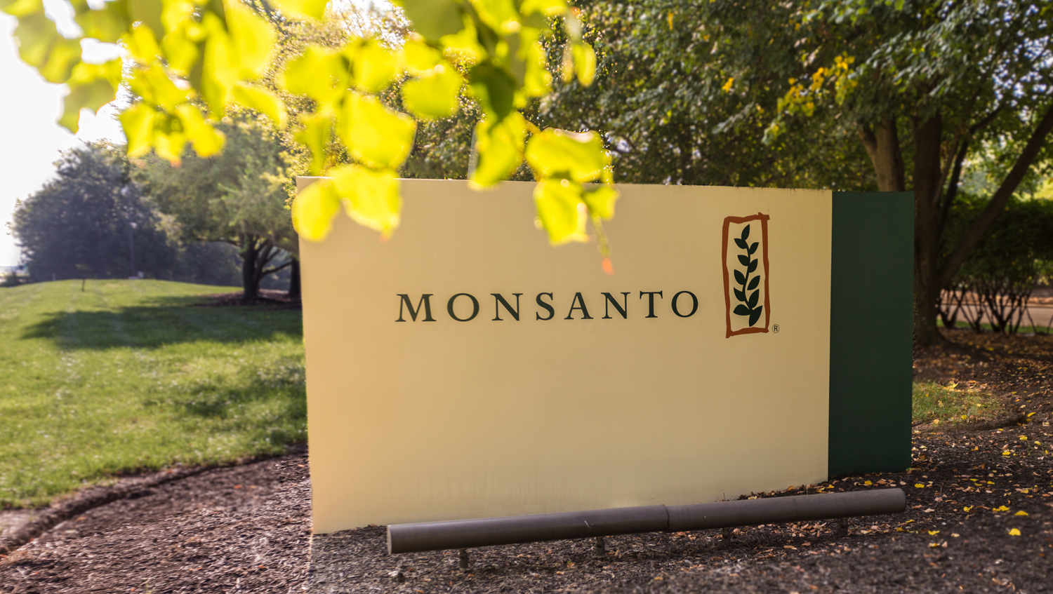 转基因棉花与一般棉花,印度转基因棉花