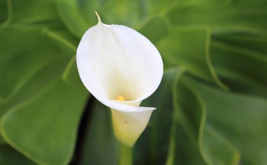 天南星科白马蹄莲的养殖方法,马蹄莲与天南星有什么区别