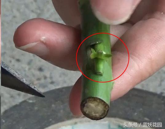月季树嫁接教程,月季树的芽接方法