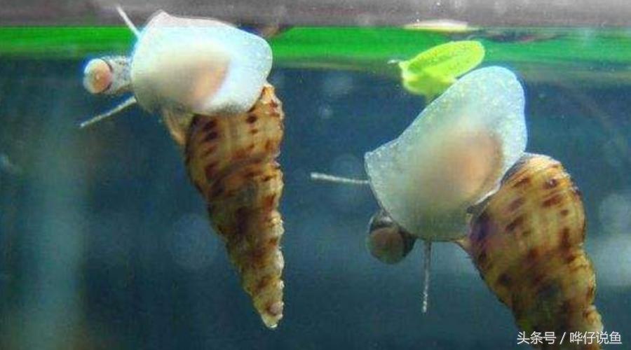 除藻鱼缸最好的螺,养除藻的螺的缸里放什么才好看