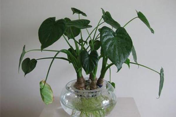 养在水里的花卉有哪些,在水里生长的花卉都有哪些