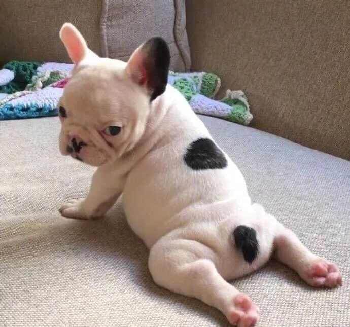 如何养好法斗必知的健康问题,法斗没养好不会爆头吗