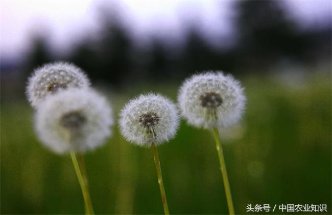 蒲公英是怎样繁殖的,蒲公英种子自然繁殖