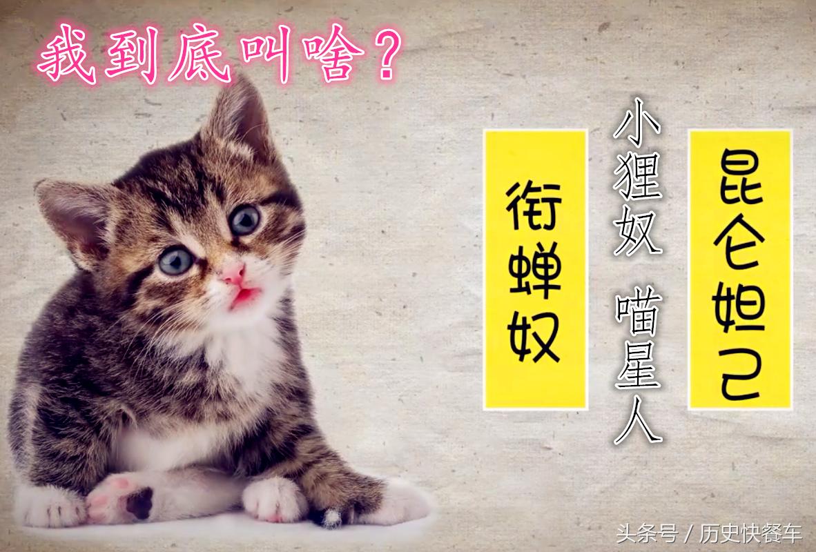 喵星人的变化史,喵星人养猫13年经验分享