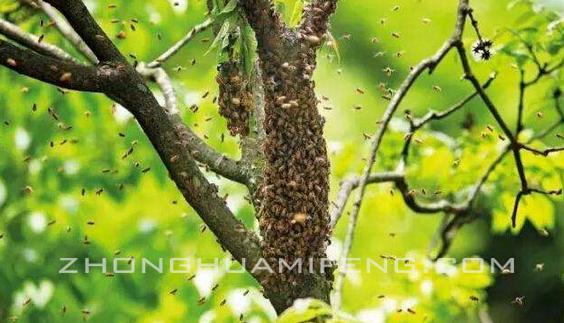 浅议中蜂飞逃：曹晓阳、曹解群