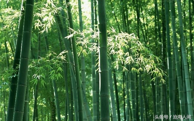 卧虎藏龙背景音乐古典音乐,卧虎藏龙竹林背景音乐