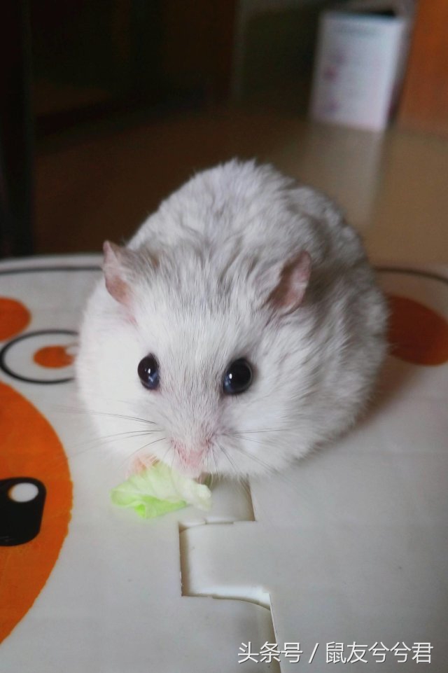 仓鼠的食物自制最简单,仓鼠自制小零食新手教程