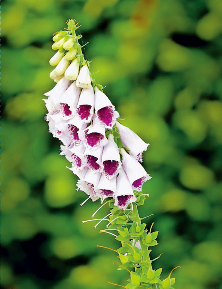 探访岭南花卉市场,花卉王国荷兰郁金香田