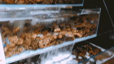 在北京吃只大龙虾只要70块？我被这家超市实力圈粉了！