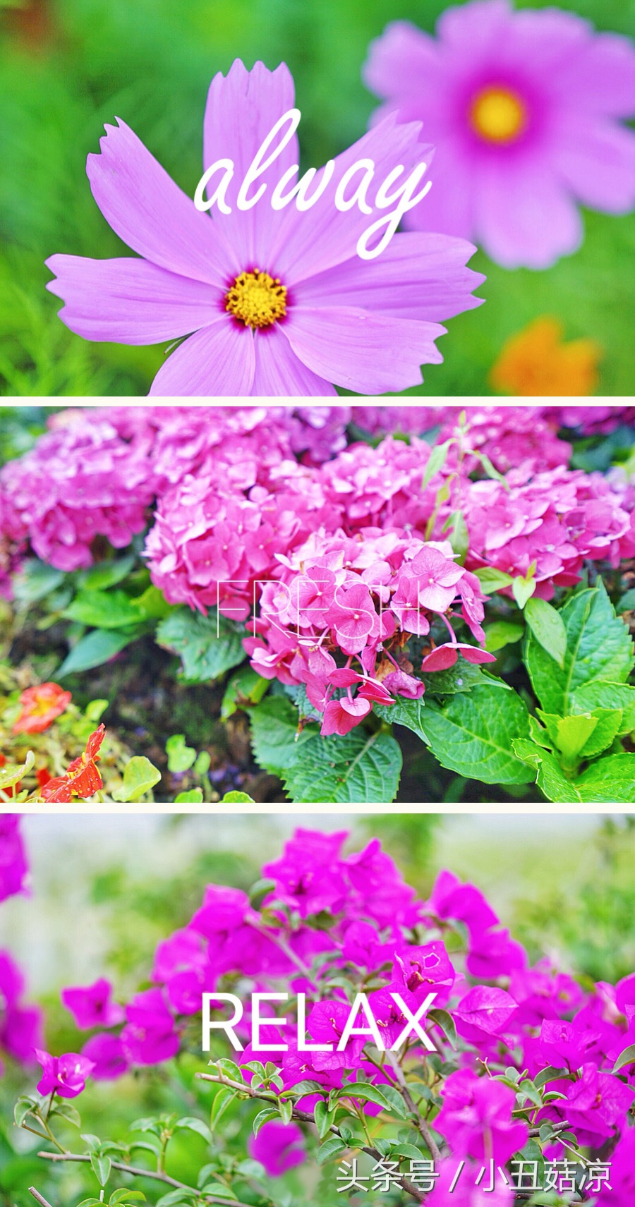 前方高能！疯狂动物城有猛兽出没，请保管好自己的小心脏！