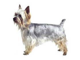 聪明的小宠物狗都有哪些品种,哪种宠物狗最聪明听话又好养