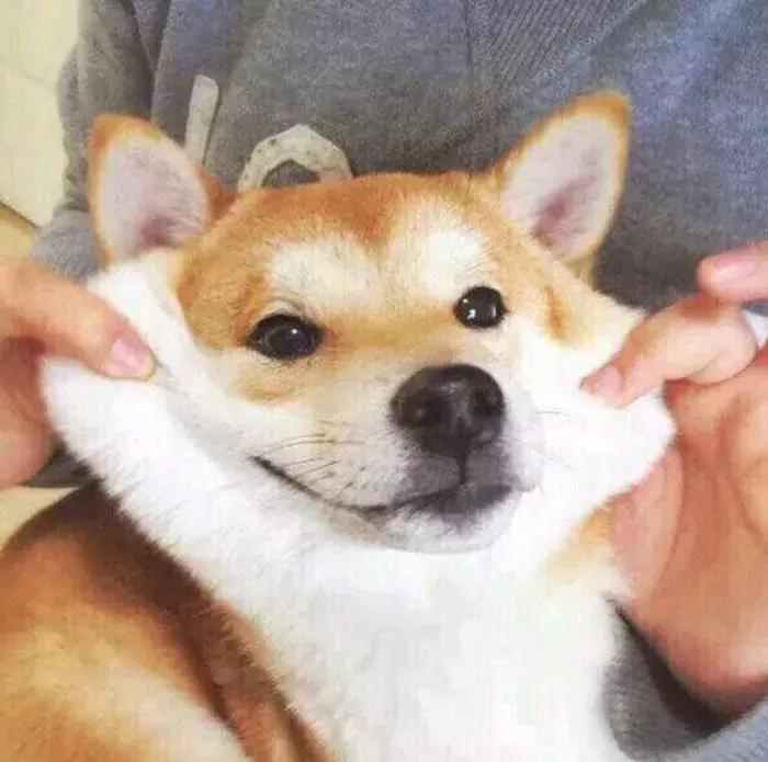 柴犬招财和可爱的小公主,柴犬萌萌