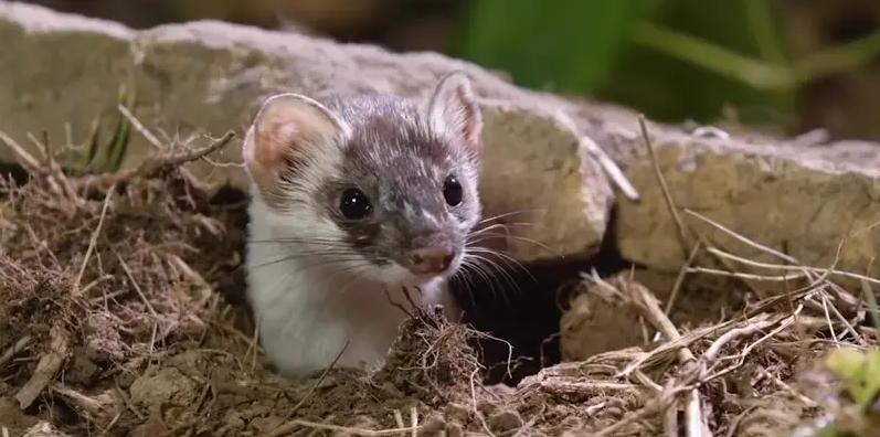 黄鼠狼为什么不能杀科学证实,黄鼠狼不能杀的真实原因