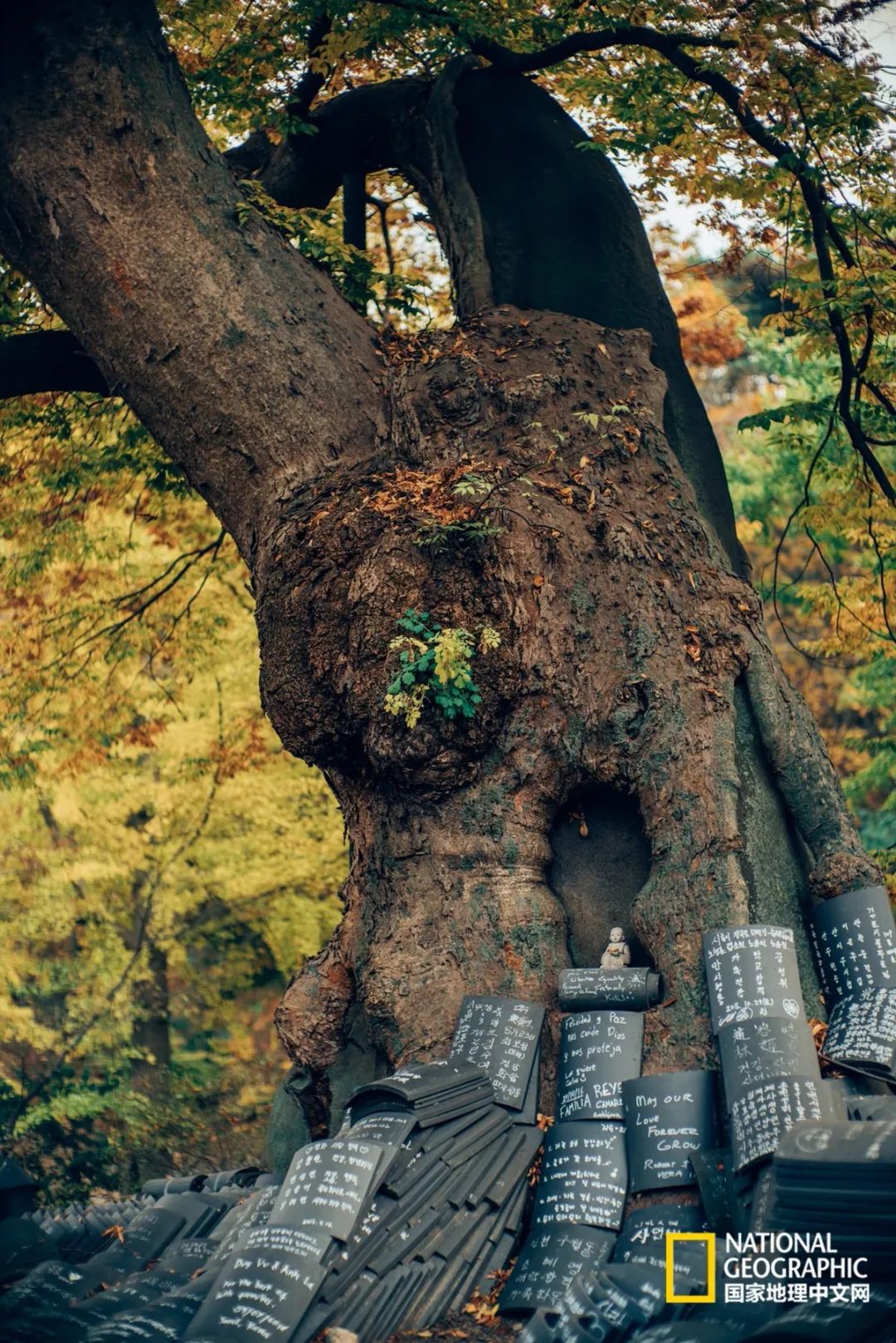 韩国足球的犯规艺术,韩国踢足球犯规现场