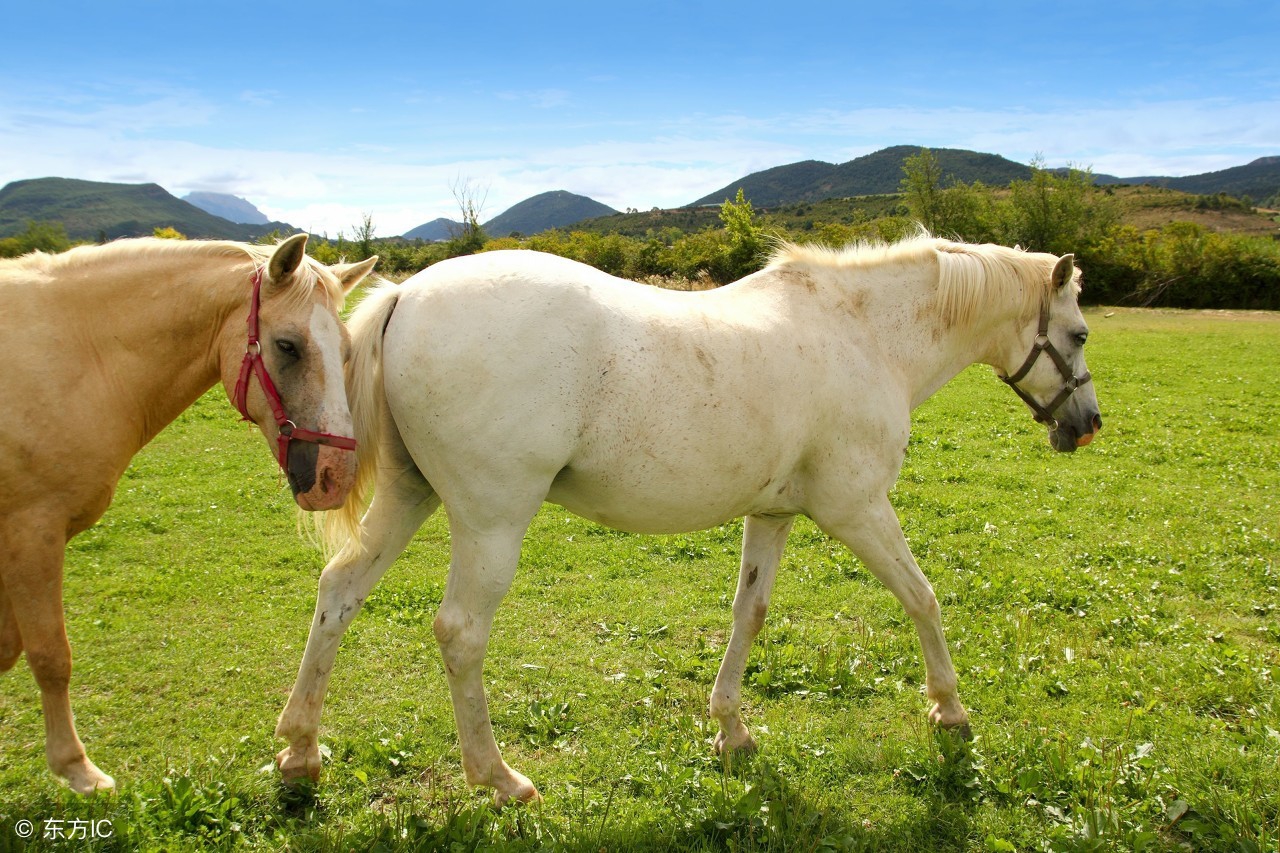 生肖马与哪个生肖配对呢,生肖马和十二生肖的情感终极配对