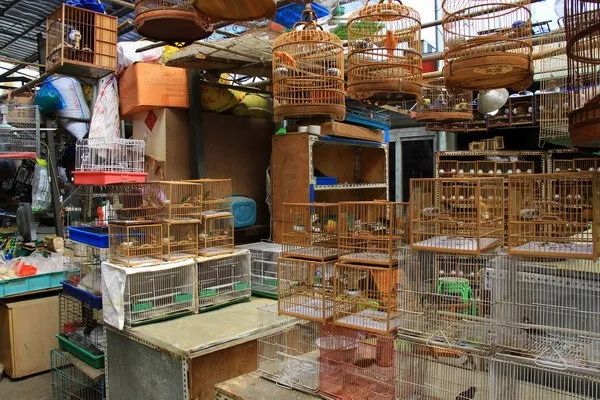 苏州皮市街花鸟市场要拆吗,苏州皮市街花鸟市场搬到哪里