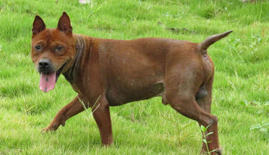 小型中华田园犬品种大全带图片,中华田园犬小花狗是什么品种