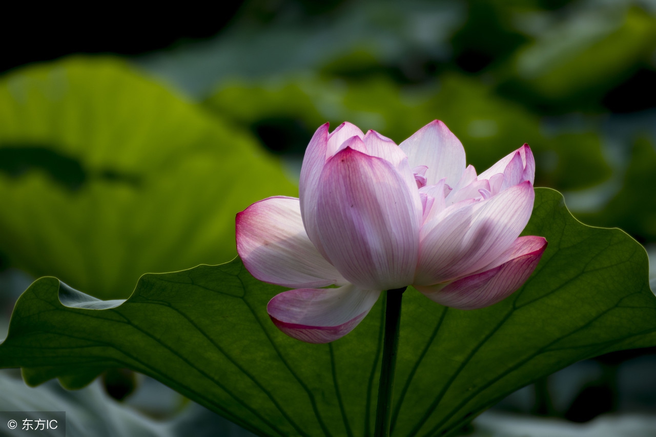 茶叶的分类的六大基本茶类有哪些,六大茶类各个茶的特点