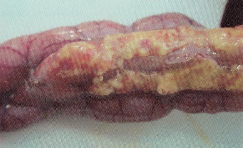 鹌鹑禽流感解剖图,鸡患禽流感症状及图片