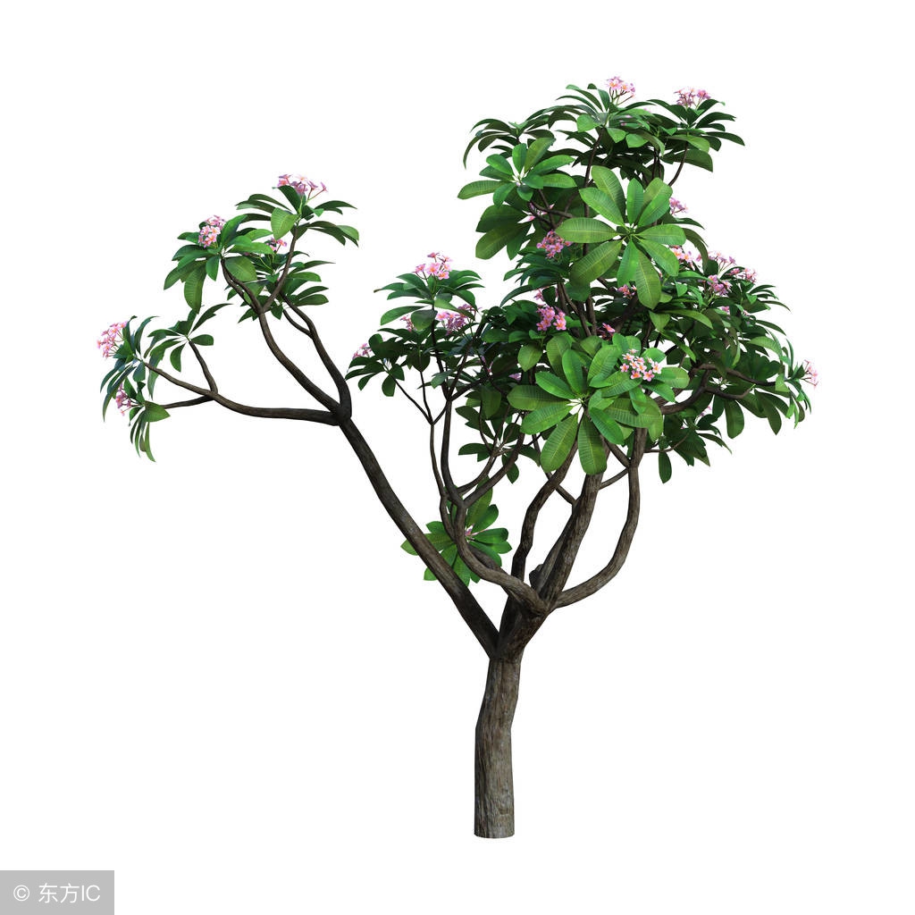 这花泡水喝可预防夏季中暑！还渗透其他经济领域，市场价值大！