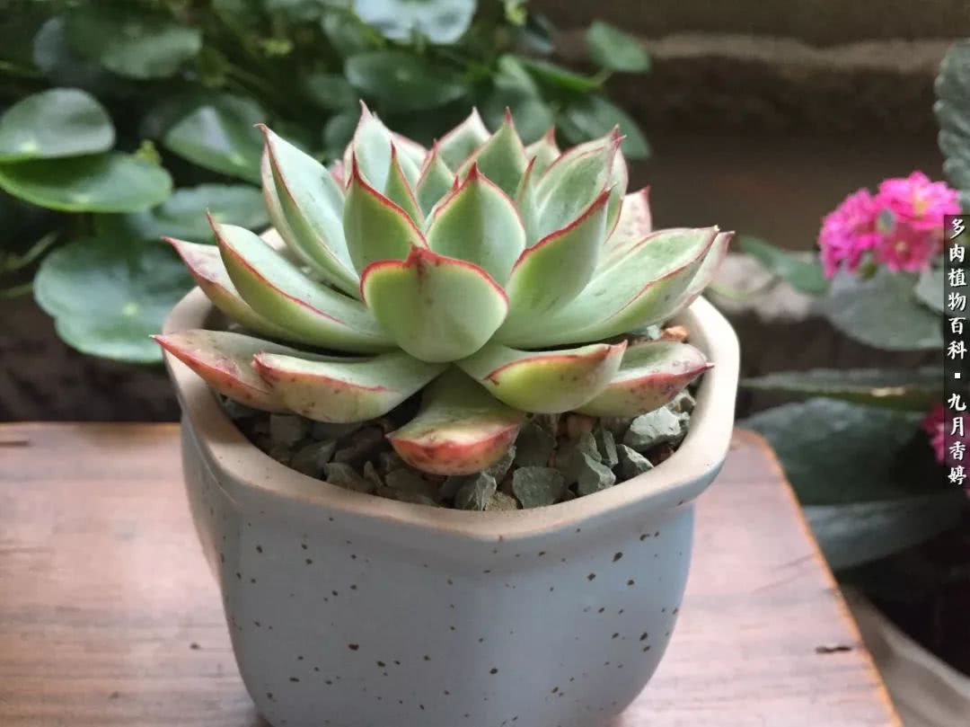 新手入坑必养多肉,刚入坑的多肉怎么养