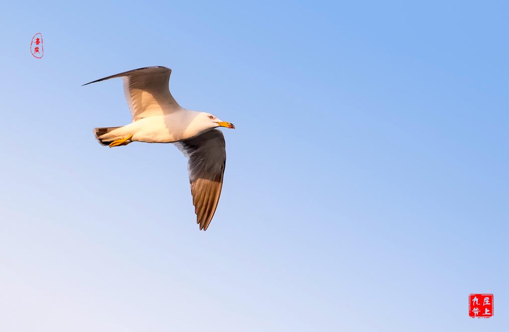 最大的玉佛在哪个位置,亚洲第一大铜佛在哪里