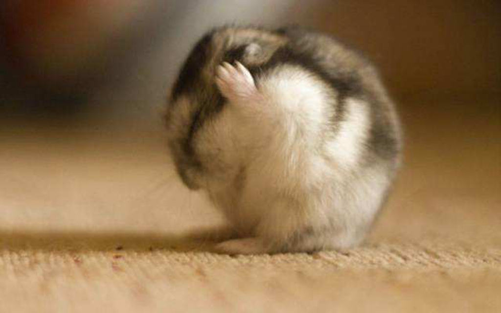 仓鼠要吃什么食物才能养活,仓鼠的几个致命弱点