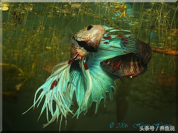 斗鱼怎么饲养长得比较快,斗鱼怎么养才能养到它长大呢