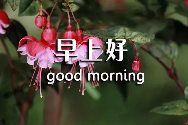短句真诚问候祝你早上愉快,祝你开心早安心语