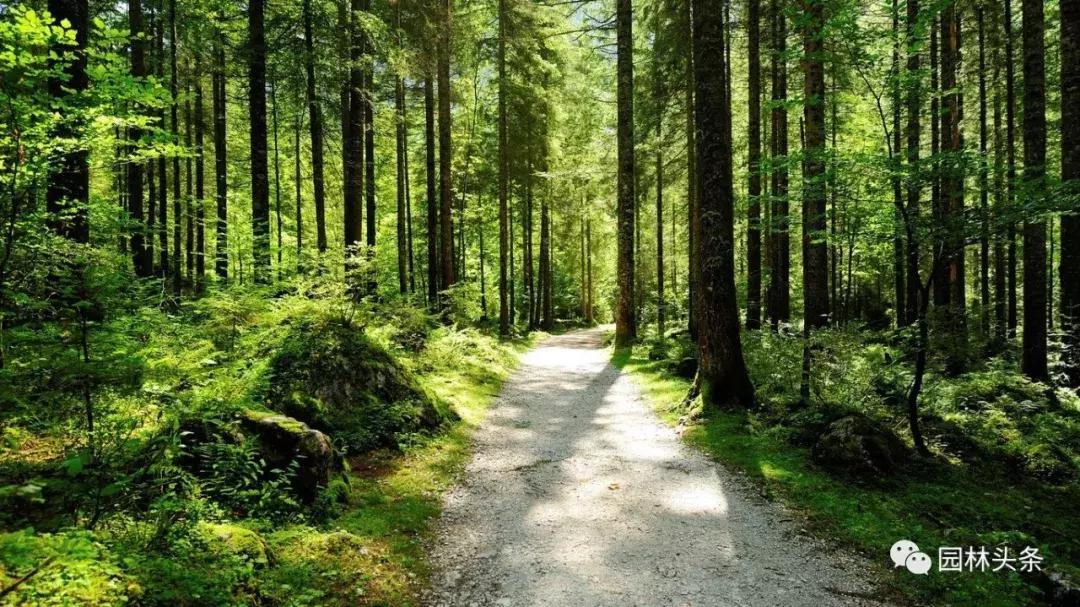 打赢蓝天保卫战，这些苗木品种将派上大用场！