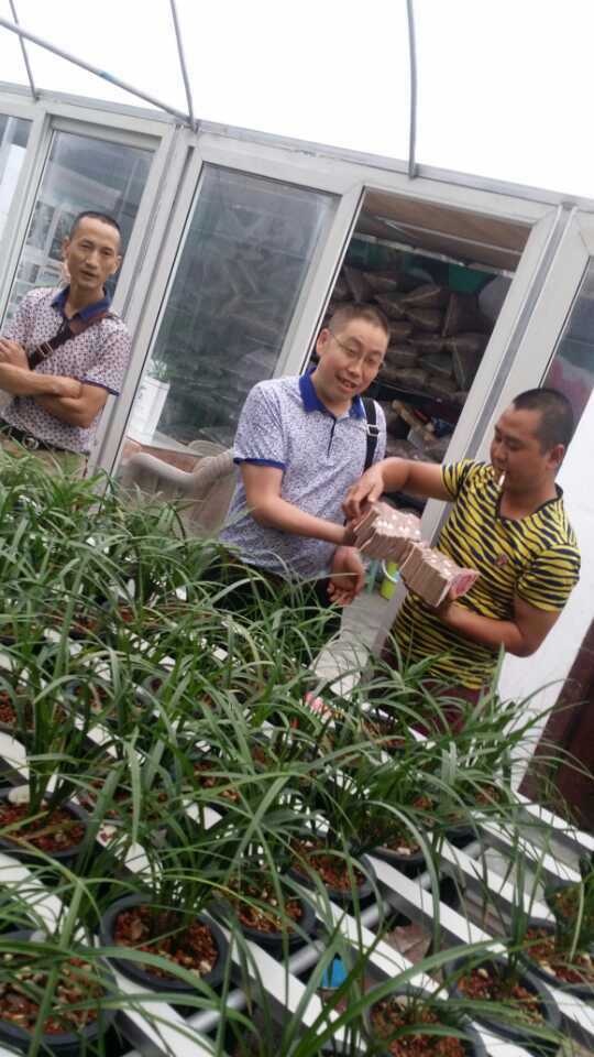 那些年兰花为什么价格会持续走高,为什么同一品种的兰花价格不一样