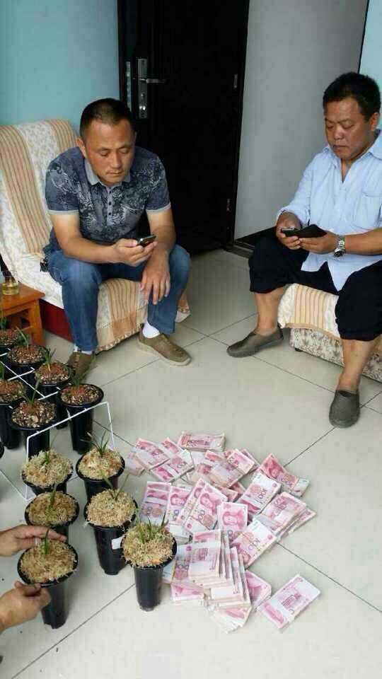 那些年兰花为什么价格会持续走高,为什么同一品种的兰花价格不一样