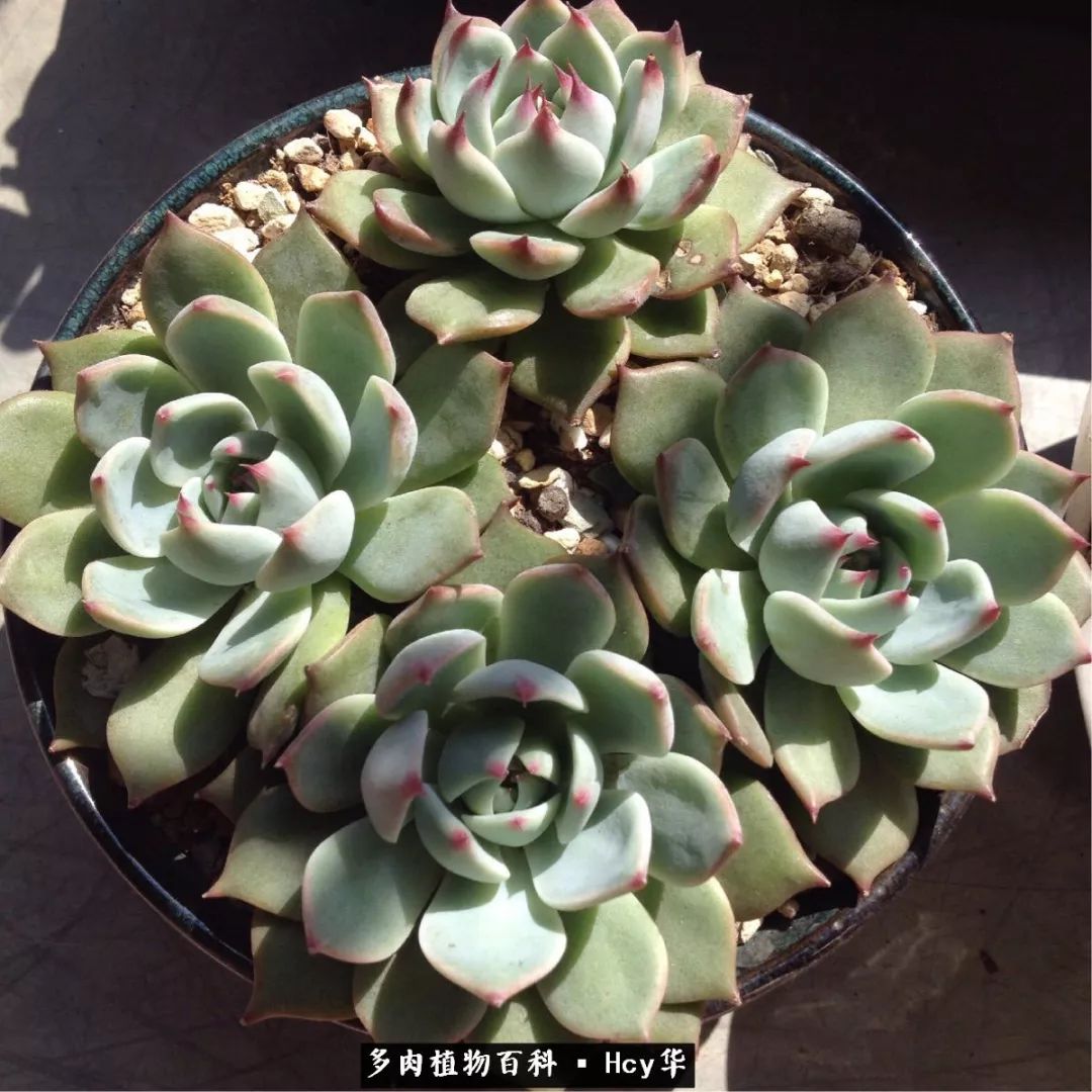 吉娃娃多肉高清图片,吉娃娃图片多肉