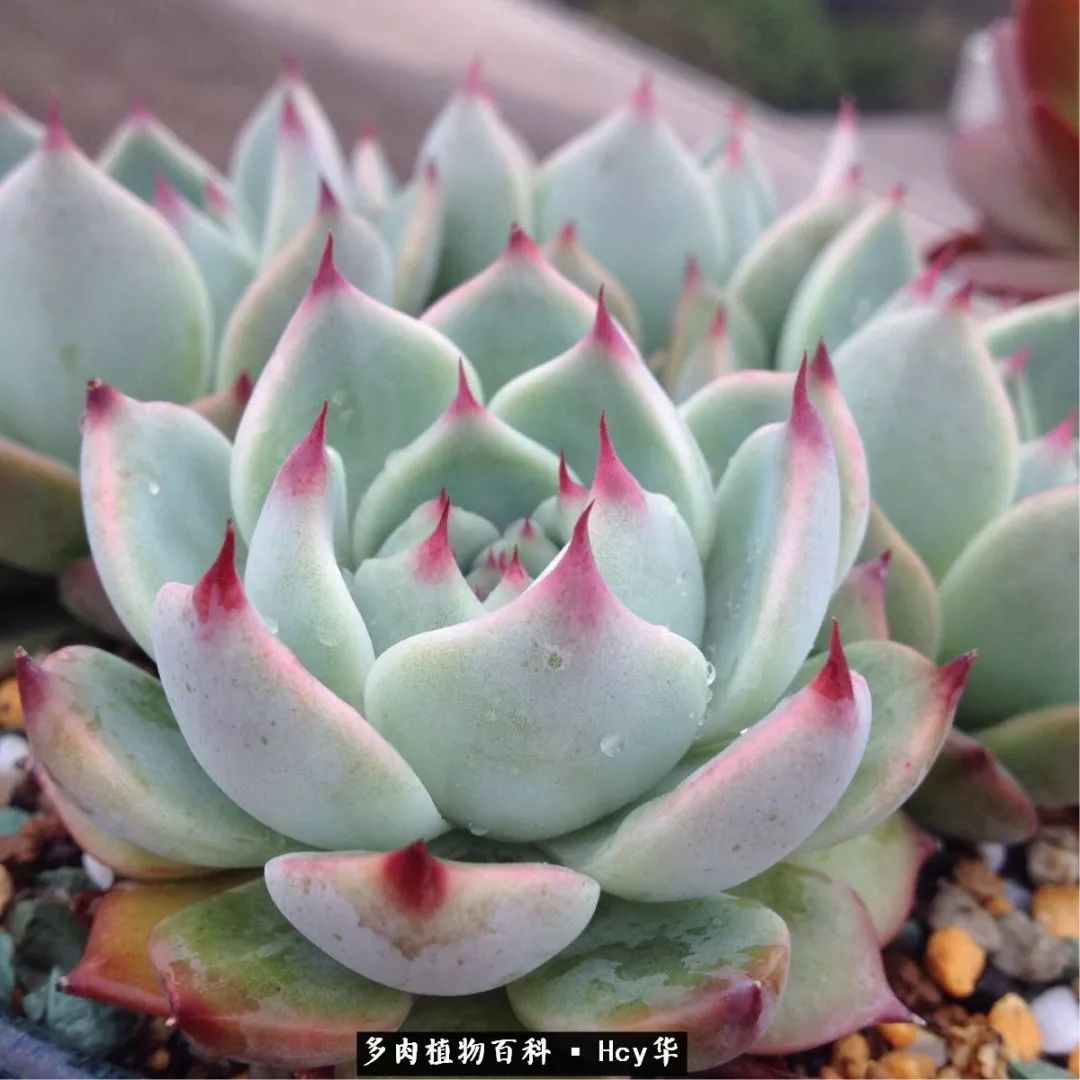 吉娃娃多肉高清图片,吉娃娃图片多肉