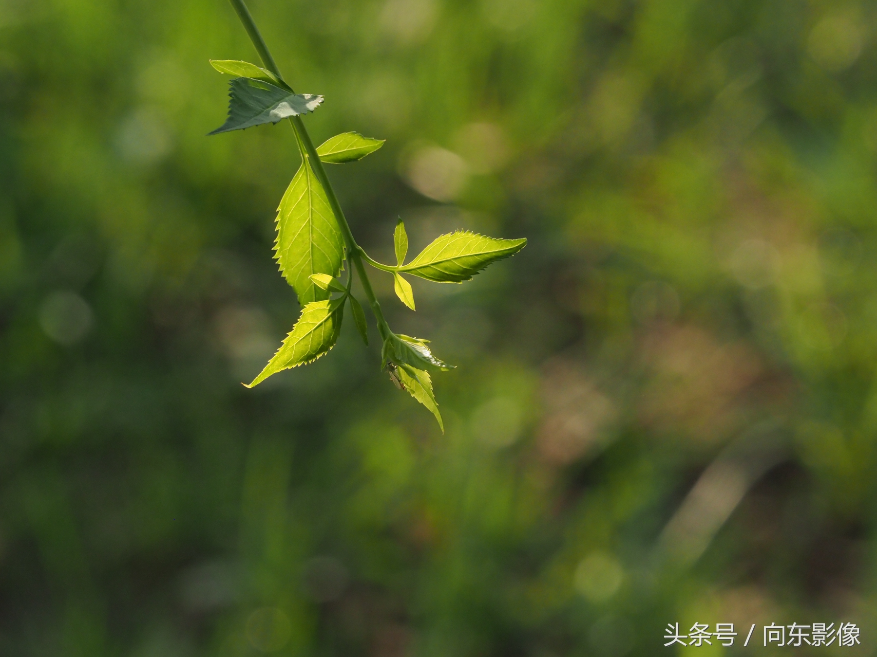 拍照时景深和光圈大小,相机光圈与景深的关系