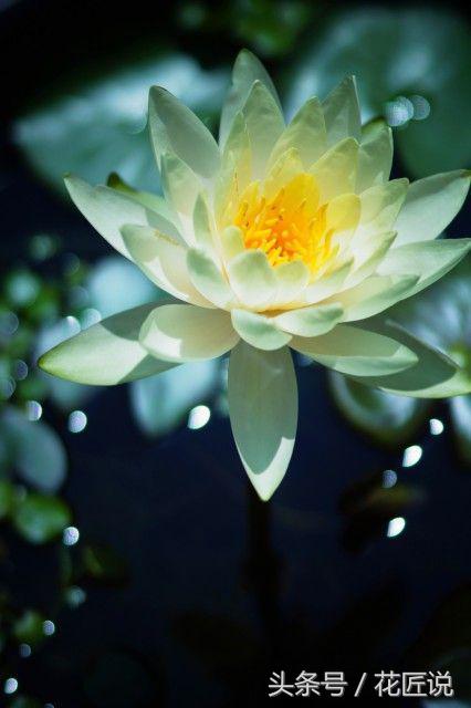 炎炎夏日来赏荷花,夏天听蝉鸣池边赏荷花