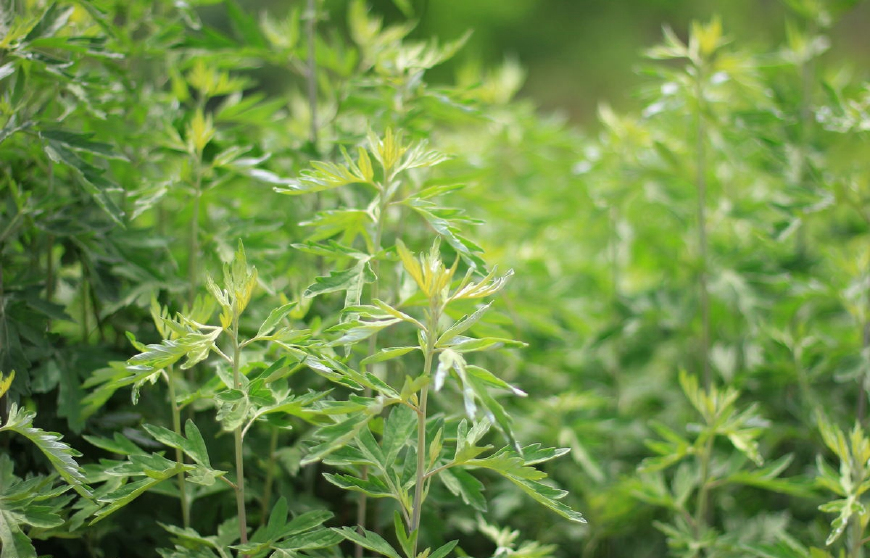 艾蒿放枕头里有什么作用,艾蒿叶装枕头有什么功效