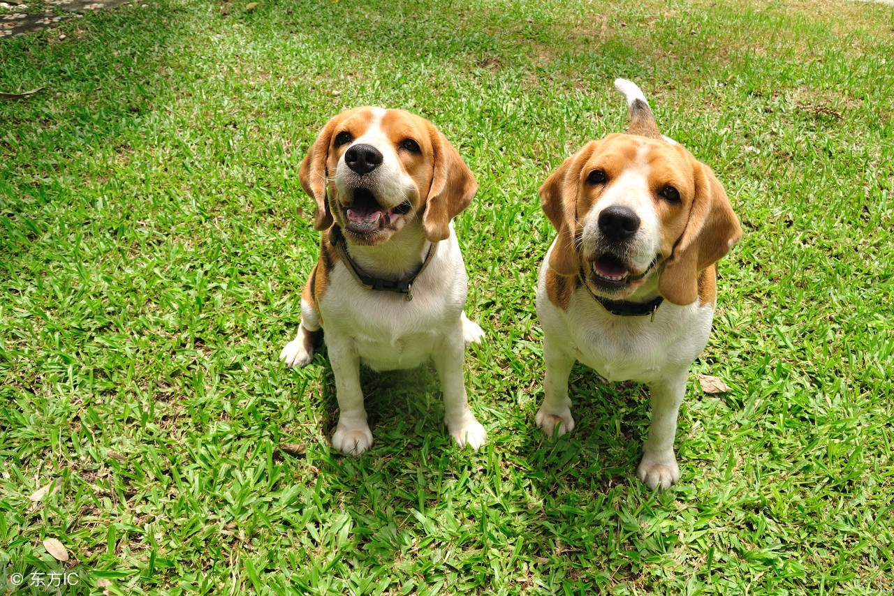十种记仇的狗法国斗牛犬,可爱无比的狗斗牛犬