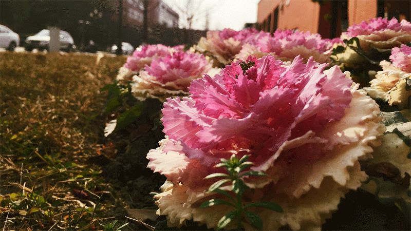 西南民族大学,西南民大网红校区