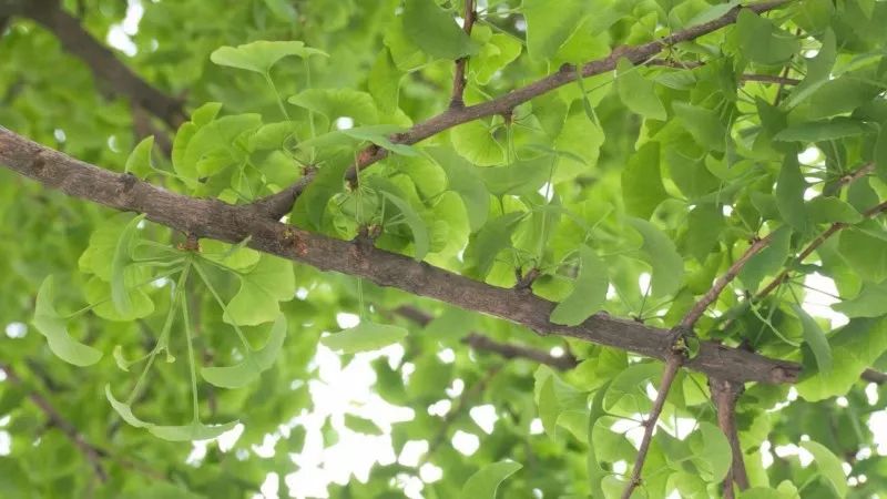 西南民族大学,西南民大网红校区