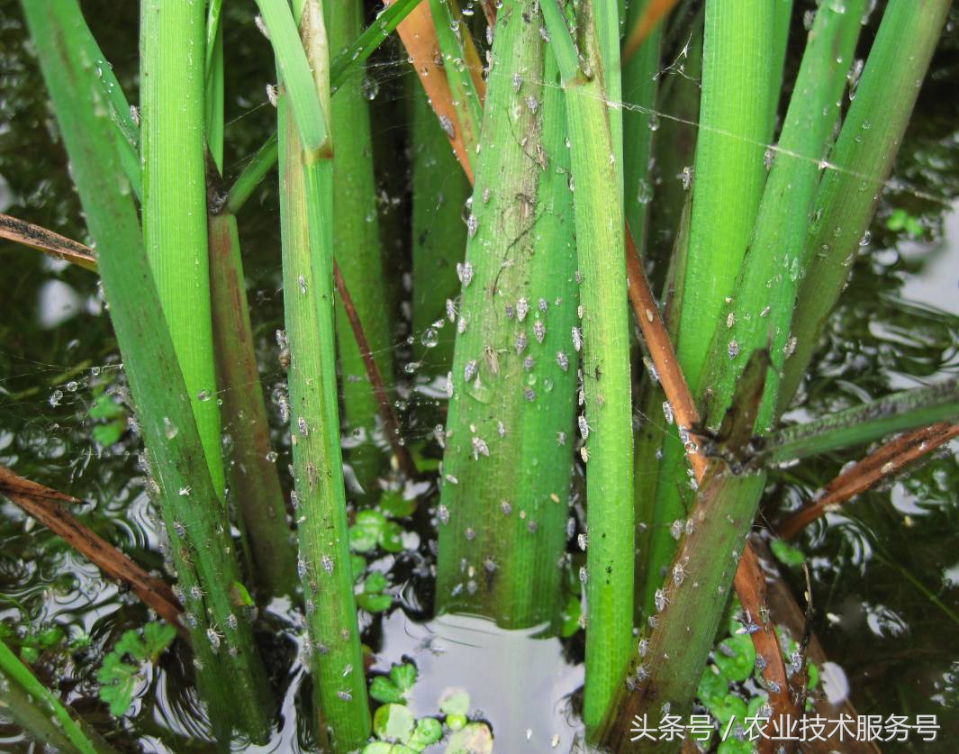 单季稻二化螟防治时期,二化螟稻飞虱稻纵卷叶螟